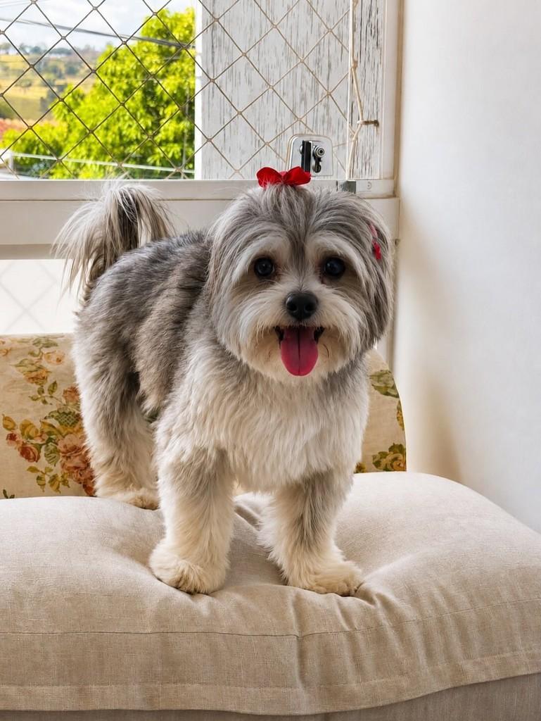 Lili, cadela de porte pequeno para adoção em Belo Horizonte - MG — foto 2 de 2