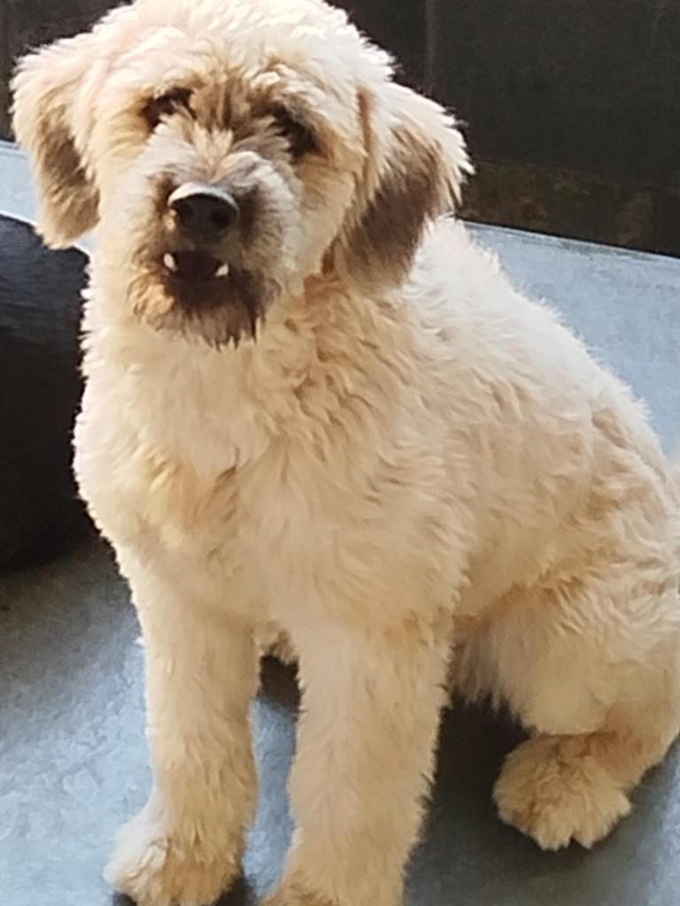 Nino, cachorro de porte médio para adoção em Contagem - MG