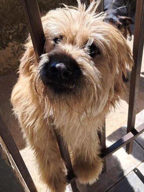 Nino, cachorro de porte médio para adoção em Contagem - MG — foto 2 de 2