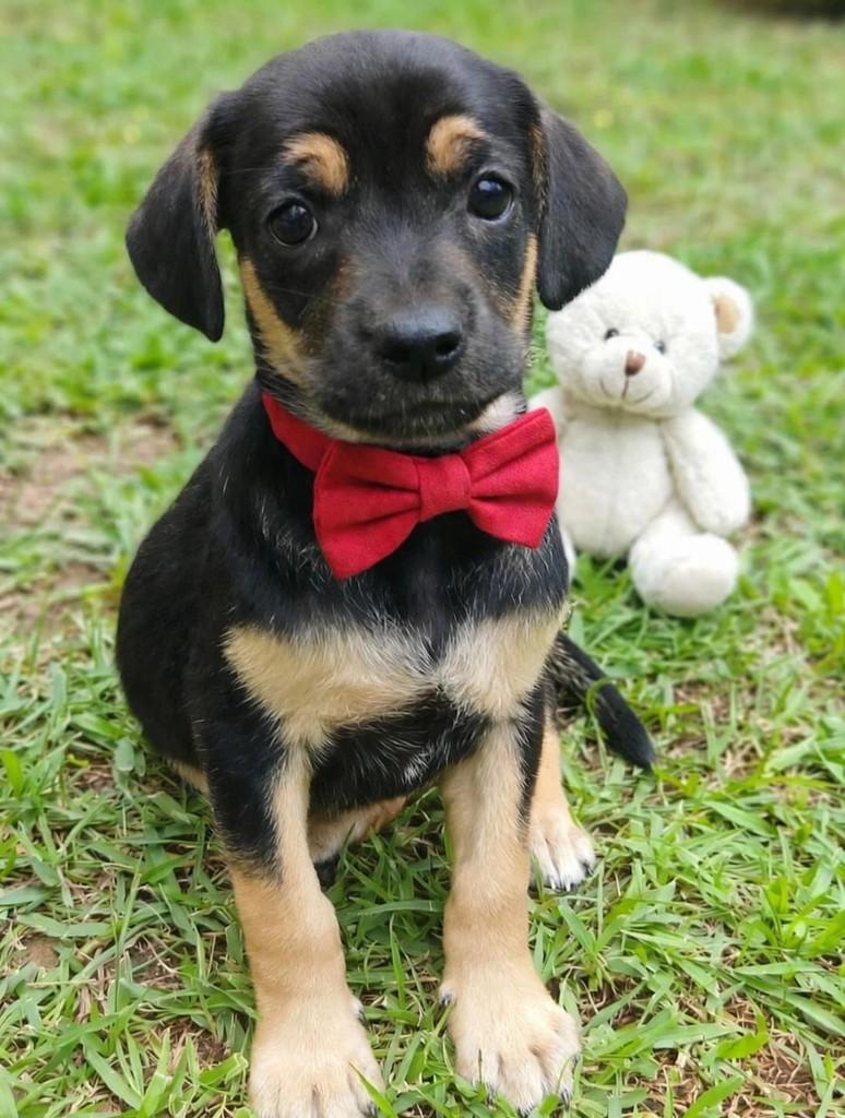 Bento, cachorro de porte pequeno para adoção em Belo Horizonte - MG