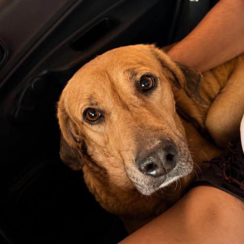 Valente, cachorro de porte médio para adoção em Belo Horizonte - MG