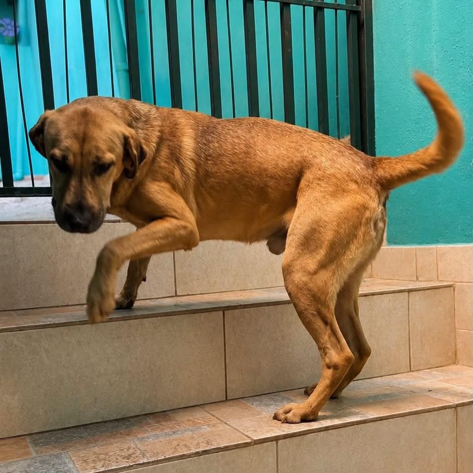 Valente, cachorro de porte médio para adoção em Belo Horizonte - MG — foto 2 de 2