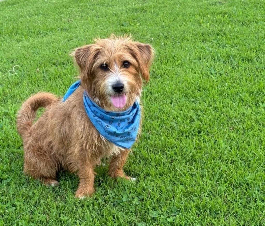 Tukinho, cachorro de porte pequeno para adoção em Belo Horizonte - MG
