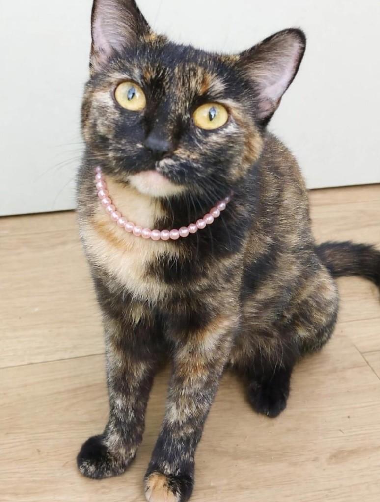 Dallas, gata de porte pequeno para adoção em Belo Horizonte - MG