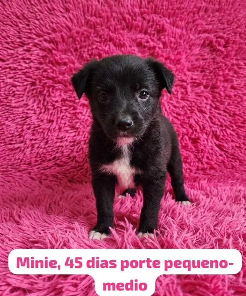 Minie, cachorro de porte pequeno para adoção em Belo Horizonte - MG