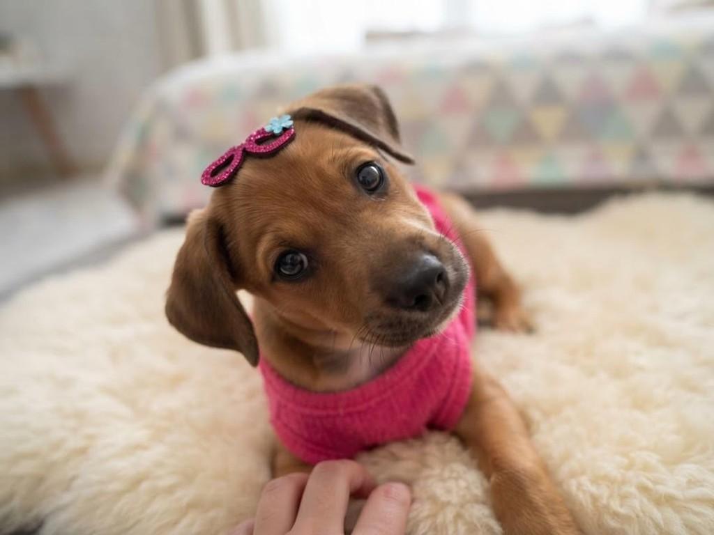 Lourdinha, cachorro de porte pequeno para adoção em Belo Horizonte - MG