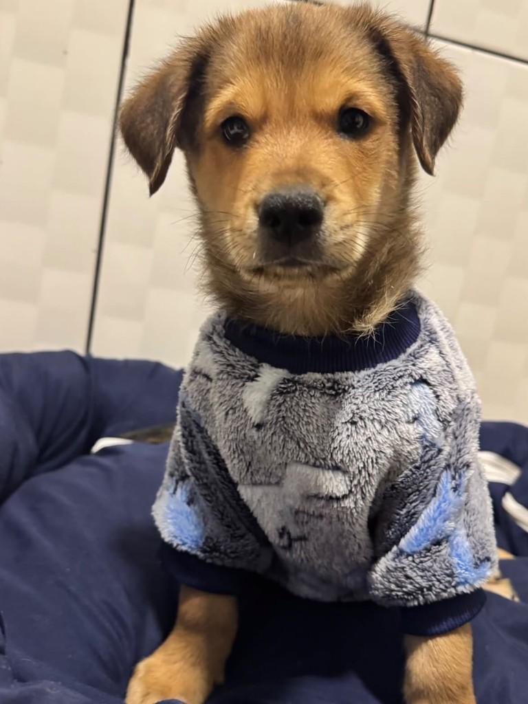 Simba, cachorro de porte médio para adoção em Betim - MG