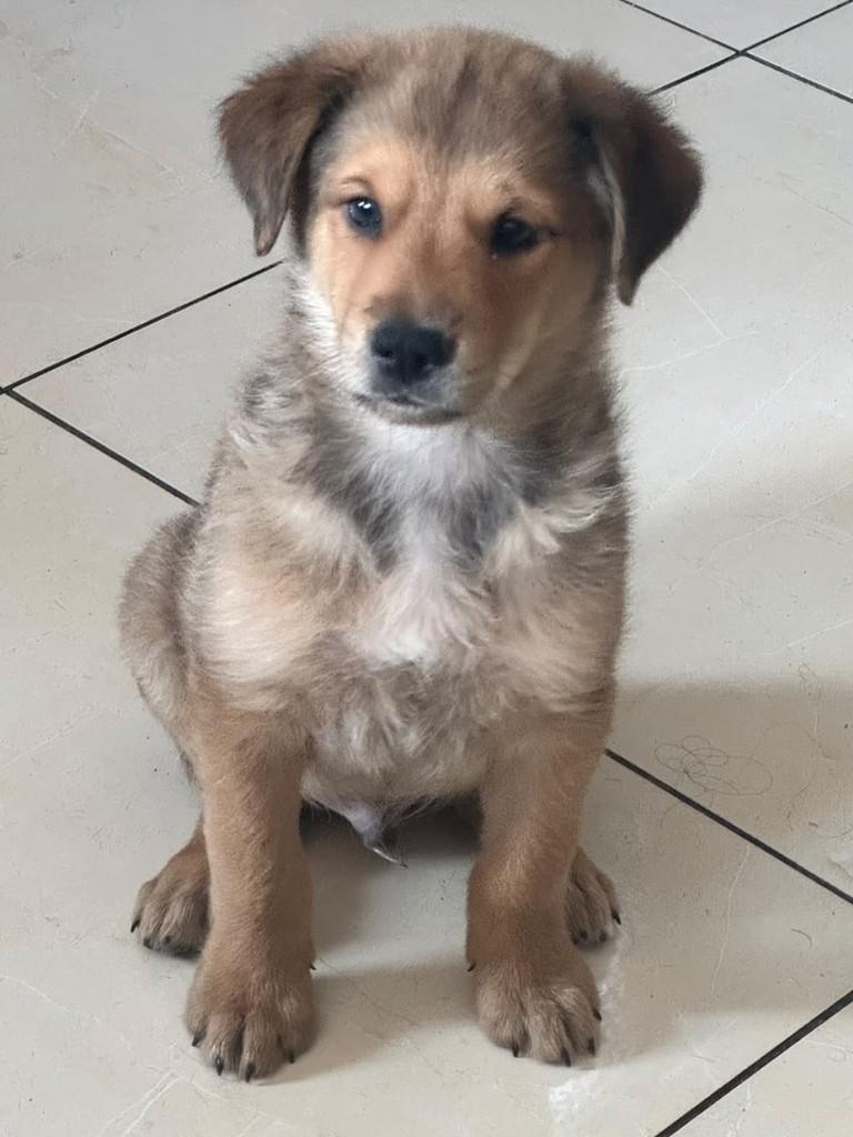 Simba, cachorro de porte médio para adoção em Betim - MG — foto 2 de 2
