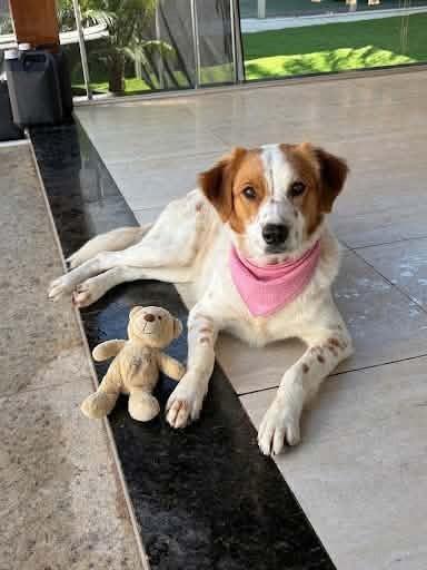 Bolota, cadela de porte médio para adoção em Belo Horizonte - MG — foto 3 de 3