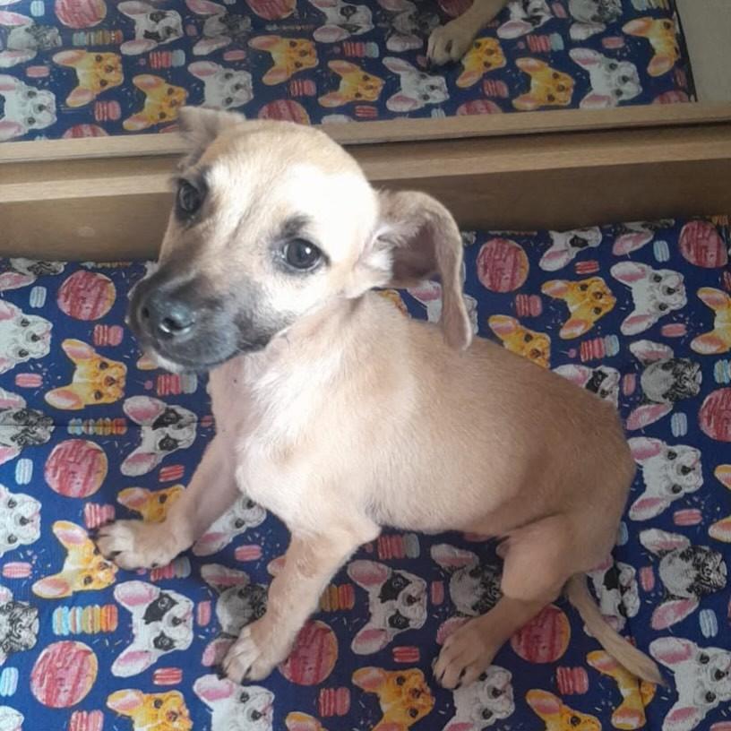 José, cachorro de porte pequeno para adoção em Betim - MG