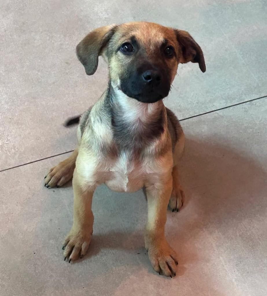 Cisco, cachorro de porte grande para adoção em Belo Horizonte - MG