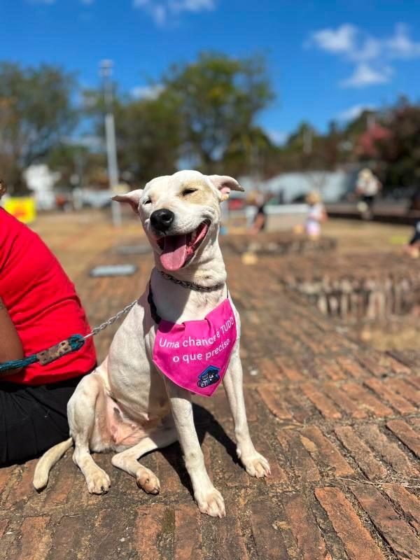 Coco, cadela de porte médio para adoção em Belo Horizonte - MG