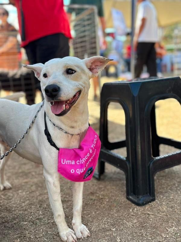 Coco, cadela de porte médio para adoção em Belo Horizonte - MG — foto 2 de 2
