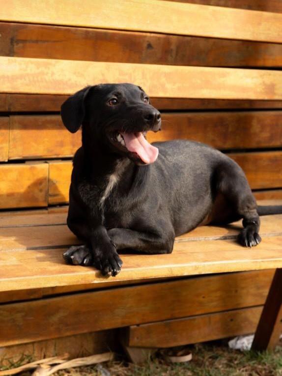 Ice, cachorro de porte médio para adoção em Belo Horizonte - MG