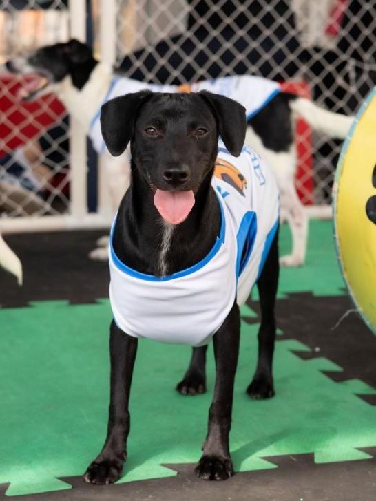 Ice, cachorro de porte médio para adoção em Belo Horizonte - MG — foto 2 de 2