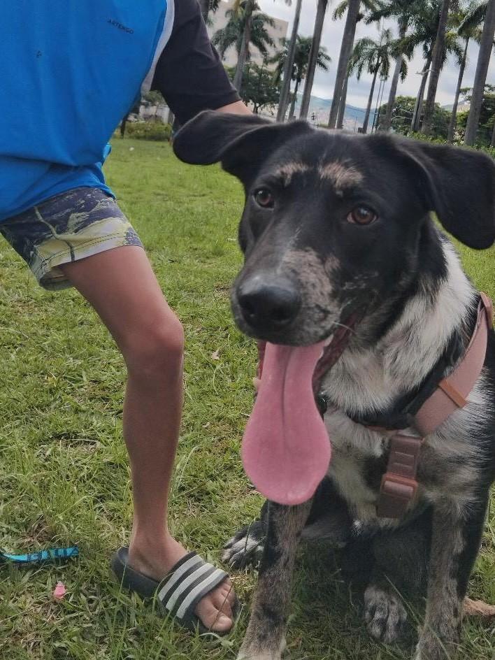 Oreo, cachorro de porte médio para adoção em Belo Horizonte - MG
