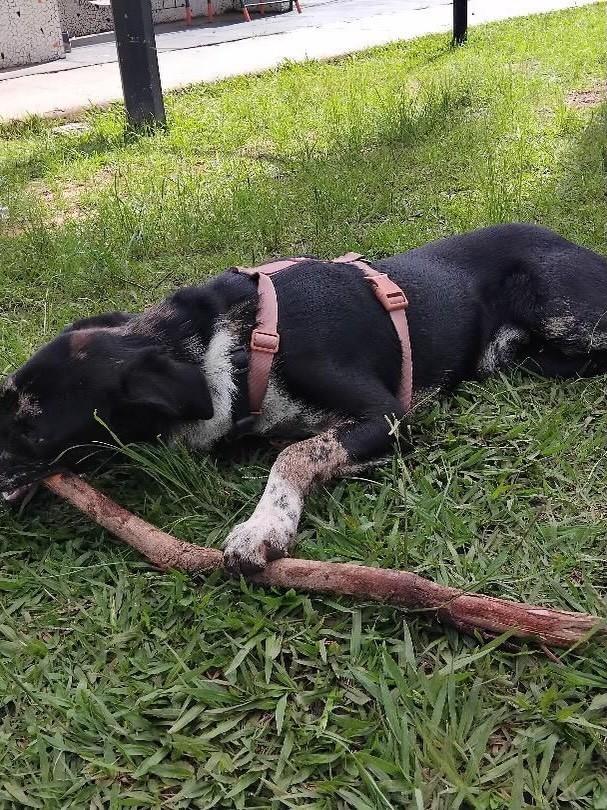 Oreo, cachorro de porte médio para adoção em Belo Horizonte - MG — foto 2 de 2