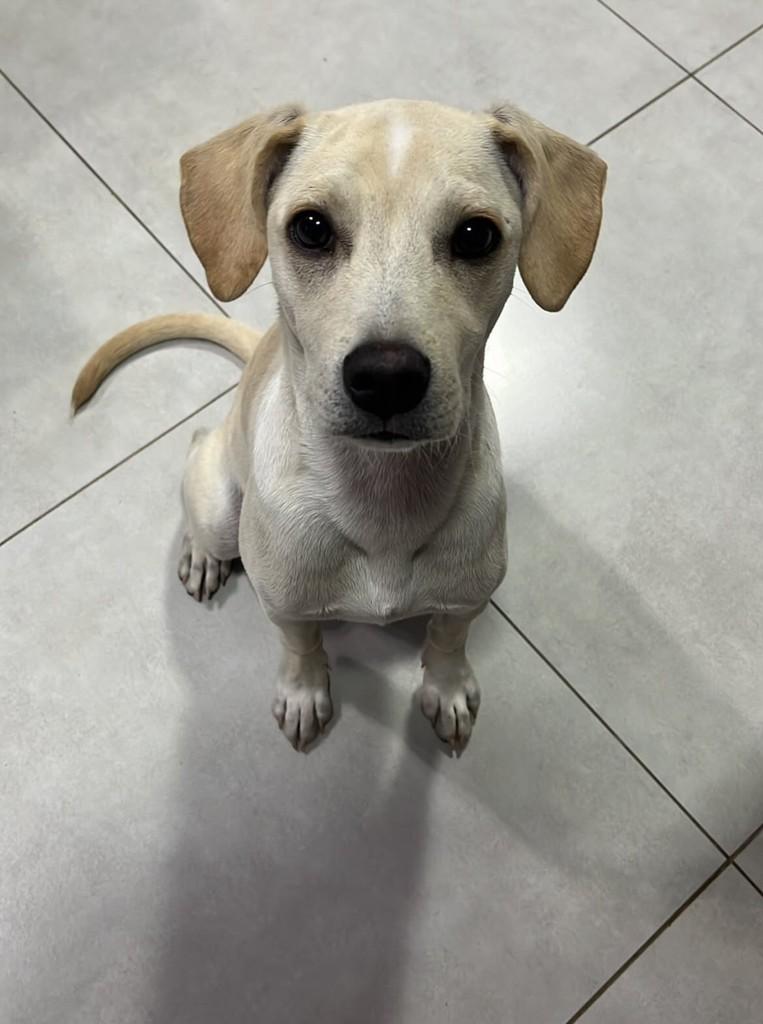 Billy, cachorro de porte médio para adoção em Belo Horizonte - MG