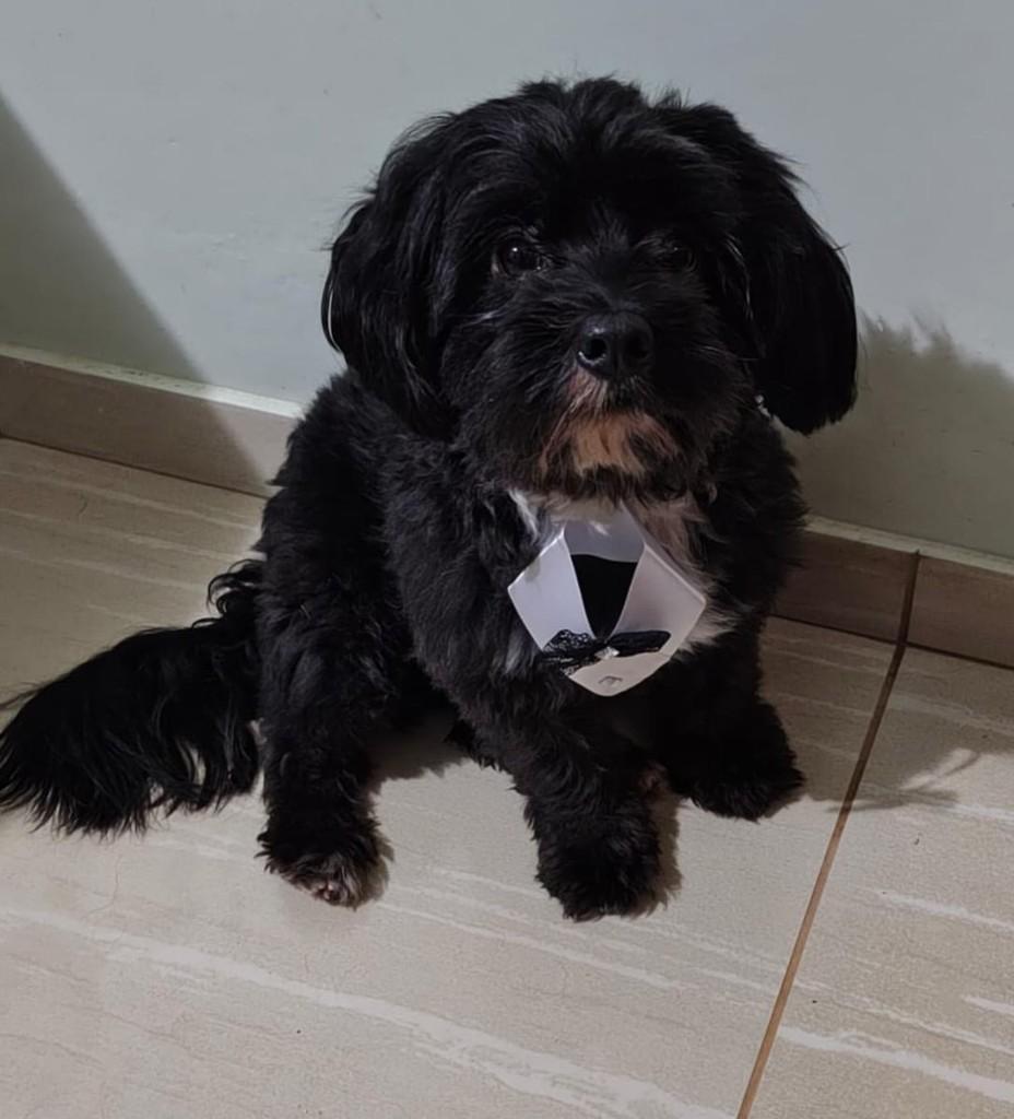 Nick, cachorro de porte pequeno para adoção em Belo Horizonte - MG