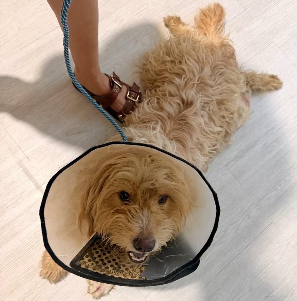 Haaland, cachorro de porte médio para adoção em Belo Horizonte - MG
