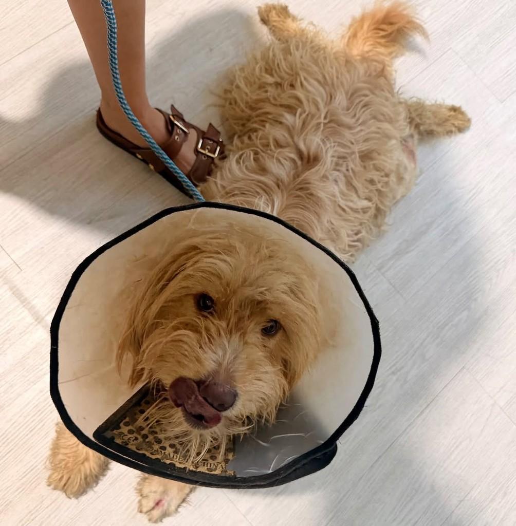 Haaland, cachorro de porte médio para adoção em Belo Horizonte - MG — foto 2 de 2