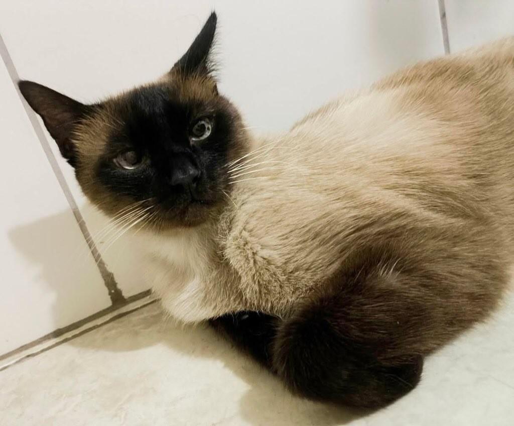 Prince, gato de porte médio para adoção em Belo Horizonte - MG