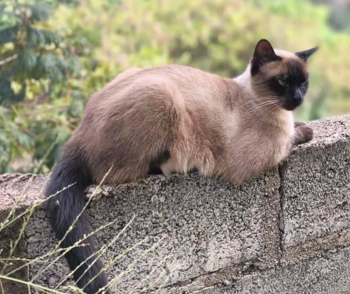 Prince, gato de porte médio para adoção em Belo Horizonte - MG — foto 2 de 2