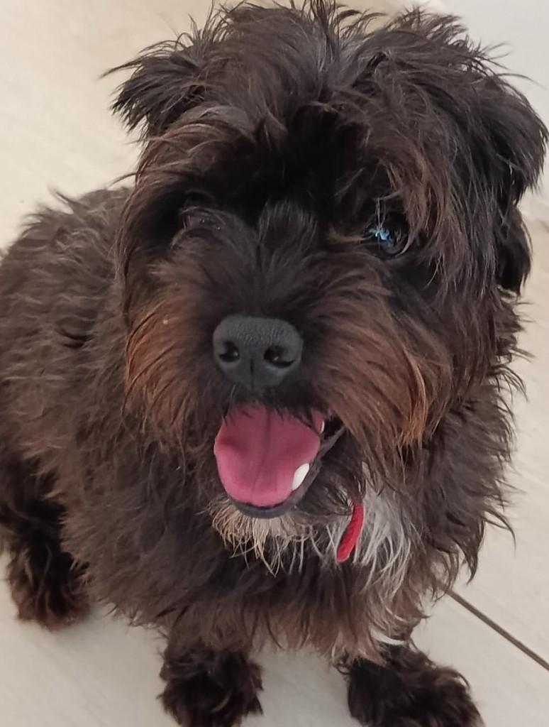 Azabache, cachorro de porte médio para adoção em Belo Horizonte - MG