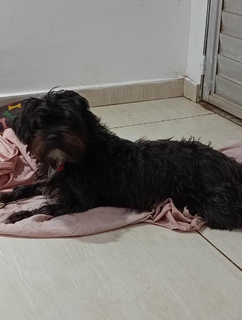 Azabache, cachorro de porte médio para adoção em Belo Horizonte - MG — foto 2 de 3