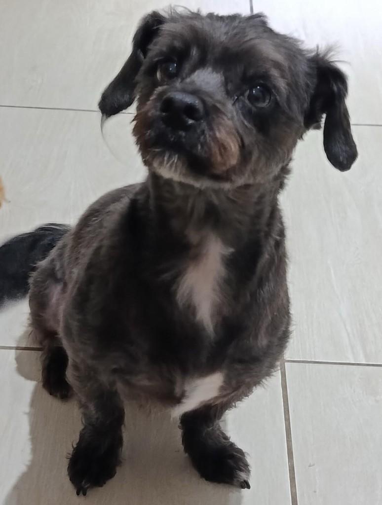 Azabache, cachorro de porte médio para adoção em Belo Horizonte - MG — foto 3 de 3
