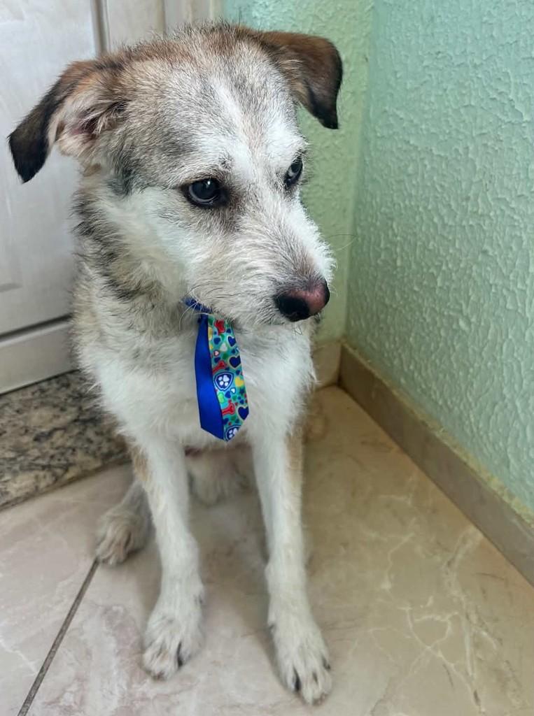 Tardelli, cachorro de porte médio para adoção em Belo Horizonte - MG