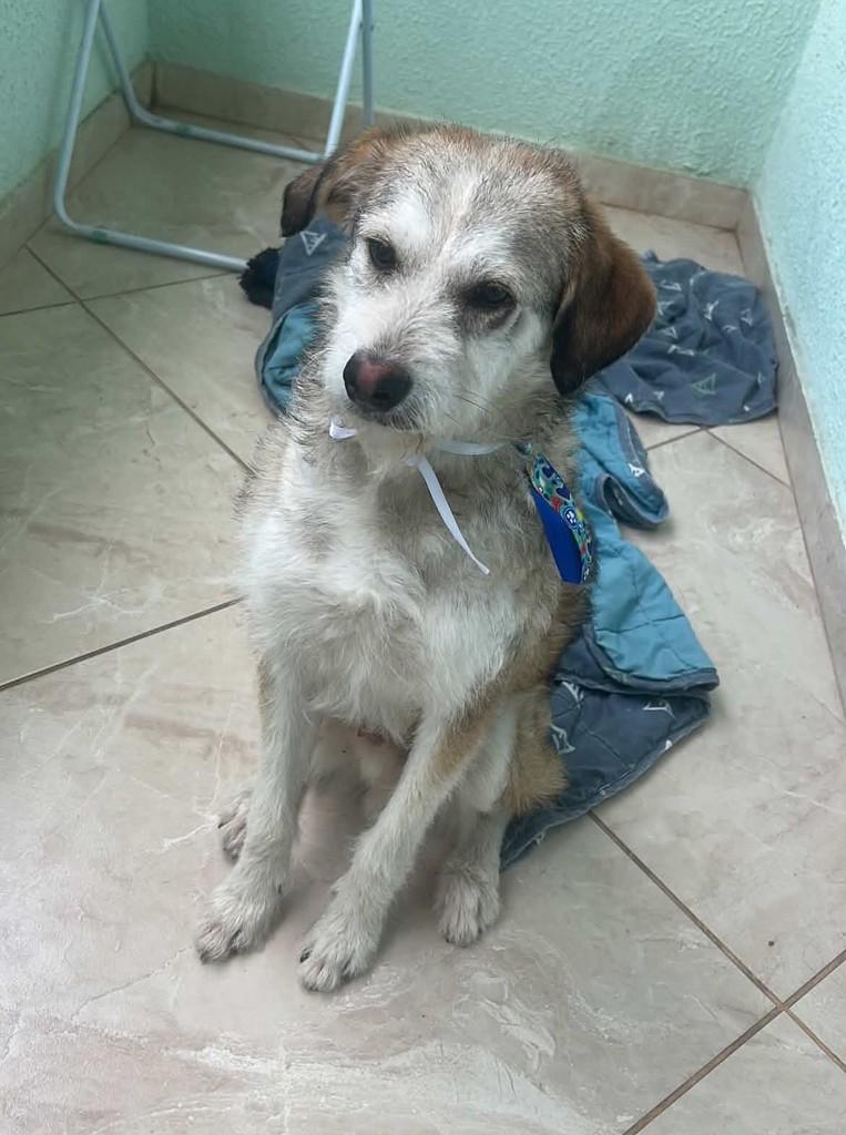 Tardelli, cachorro de porte médio para adoção em Belo Horizonte - MG — foto 2 de 2