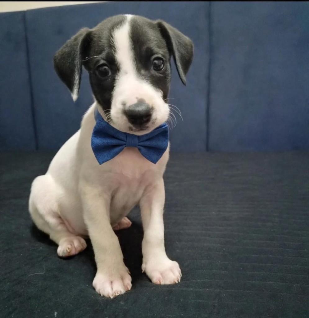 Fernando, cachorro de porte médio para adoção em Belo Horizonte - MG