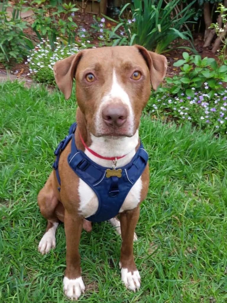 Bambam, cachorro de porte grande para adoção em Belo Horizonte - MG