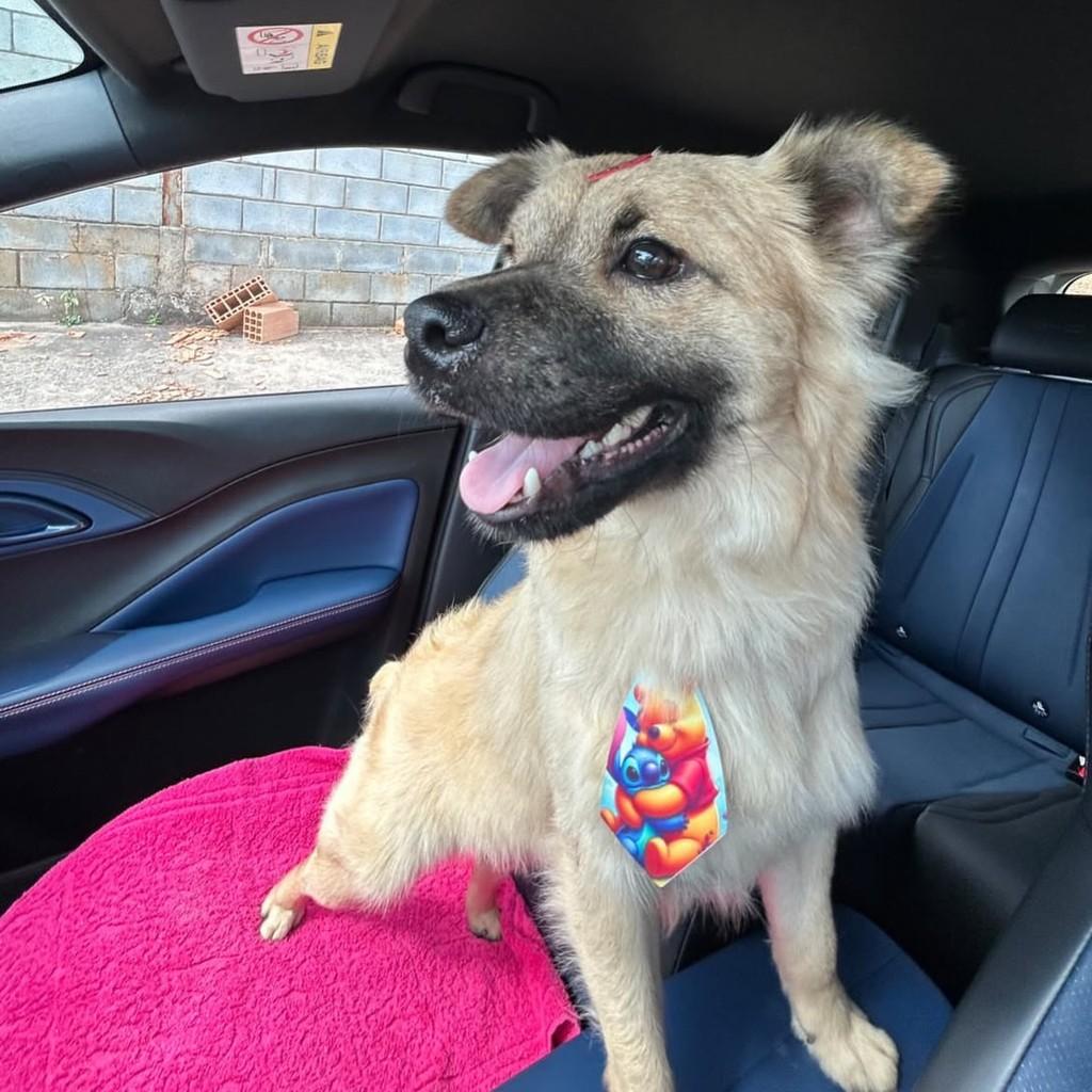 Spike, cachorro de porte médio para adoção em Contagem - MG