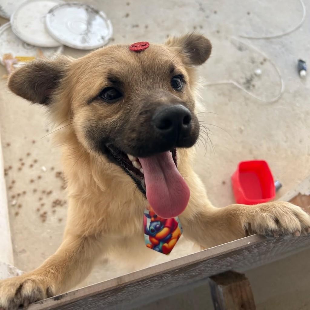Spike, cachorro de porte médio para adoção em Contagem - MG — foto 2 de 2