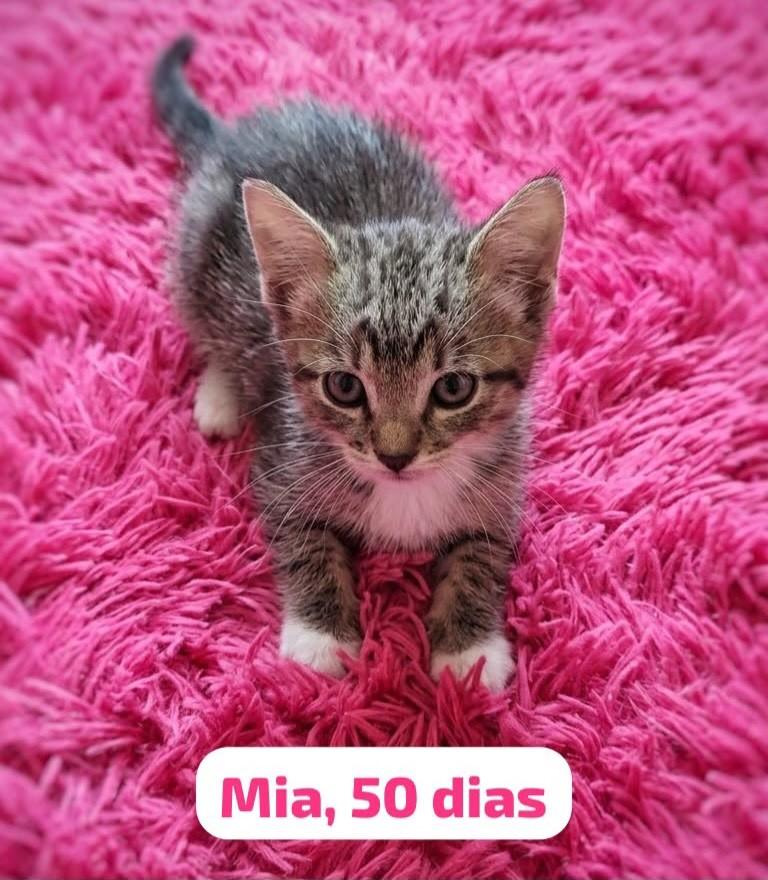 Mia, gata de porte pequeno para adoção em Belo Horizonte - MG