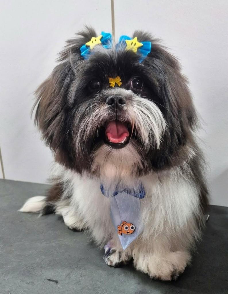 Kíron, cachorro de porte pequeno para adoção em Juatuba - MG