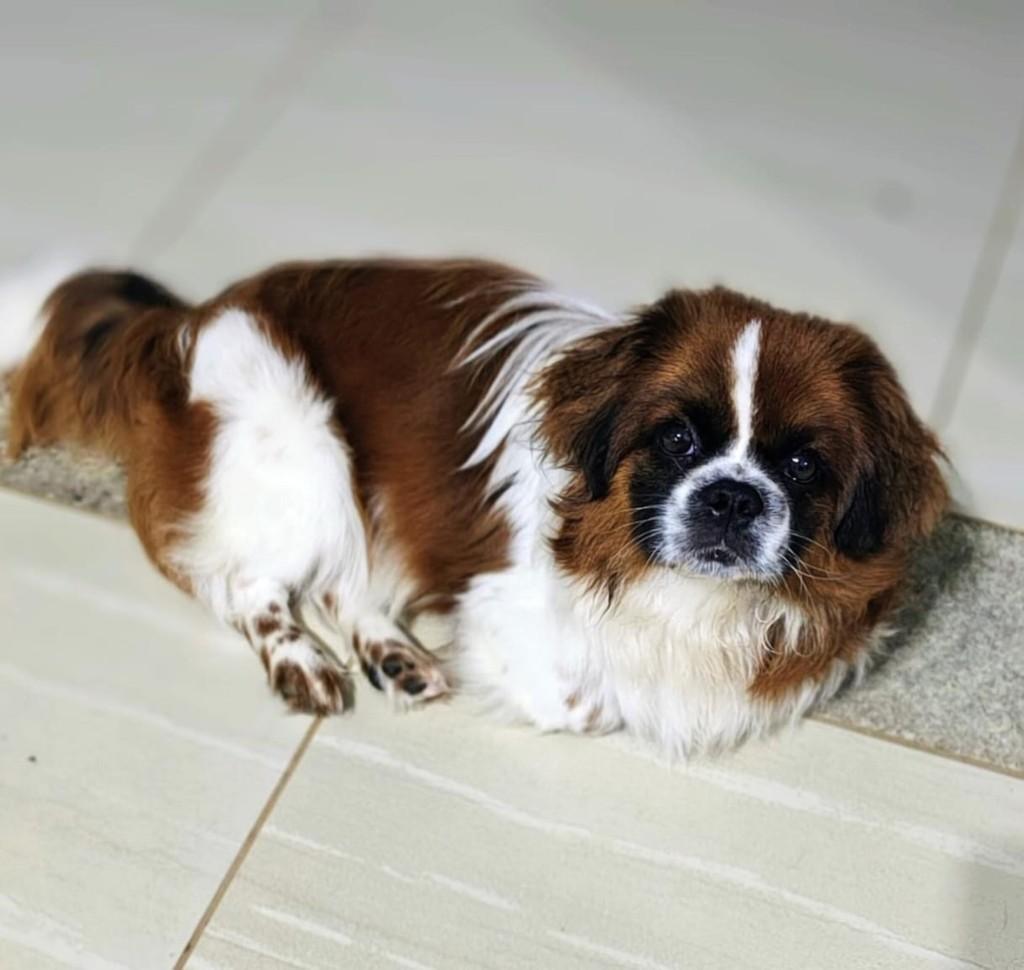 Bethovem, cachorro de porte pequeno para adoção em Juatuba - MG