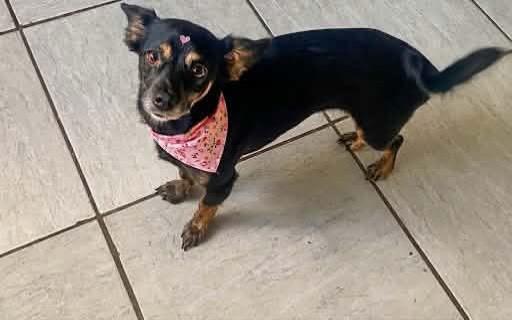 Jadi, cadela de porte pequeno para adoção em Belo Horizonte - MG