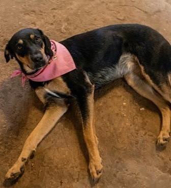 Raika, cadela de porte médio para adoção em Belo Horizonte - MG