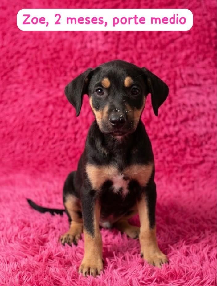 Zoe, cachorro de porte médio para adoção em Belo Horizonte - MG