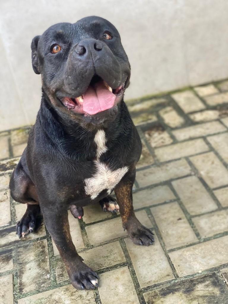 Popó, cachorro de porte grande para adoção em Belo Horizonte - MG