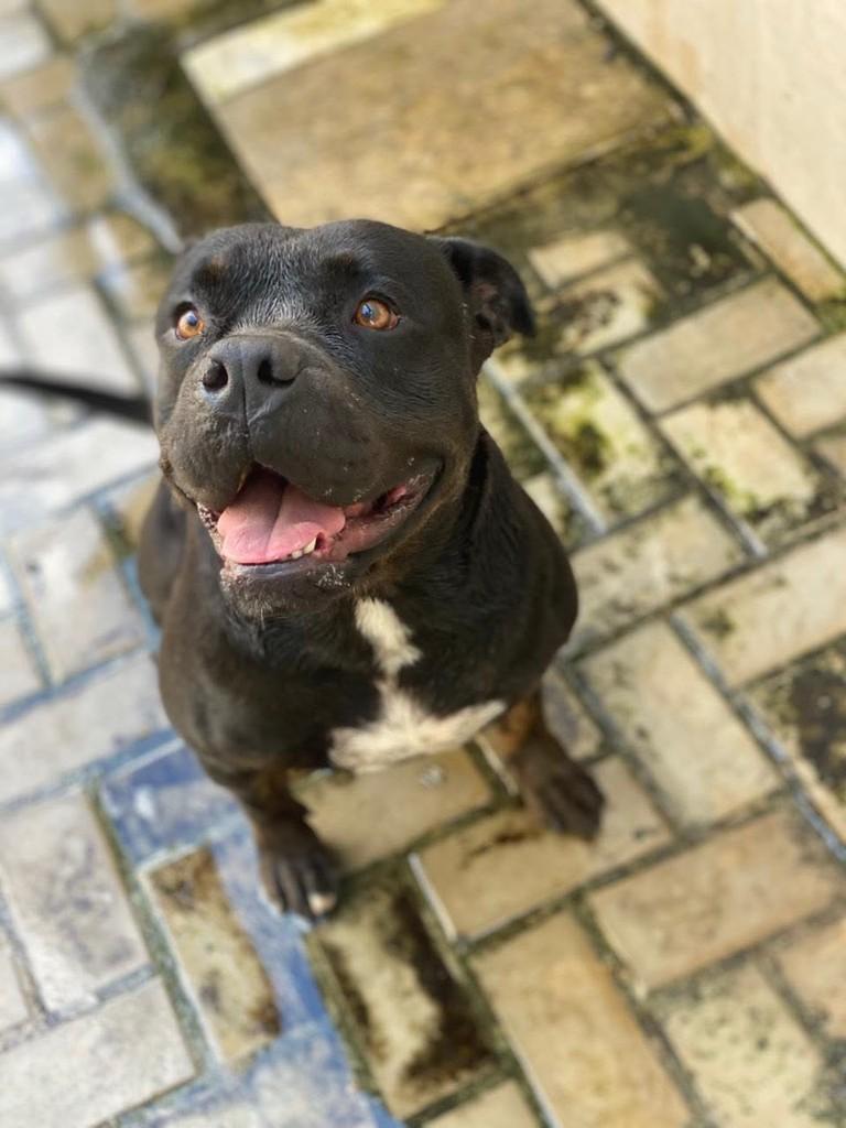 Popó, cachorro de porte grande para adoção em Belo Horizonte - MG — foto 2 de 3