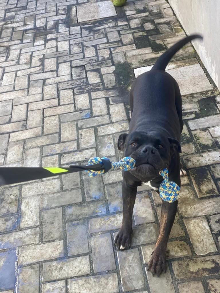 Popó, cachorro de porte grande para adoção em Belo Horizonte - MG — foto 3 de 3