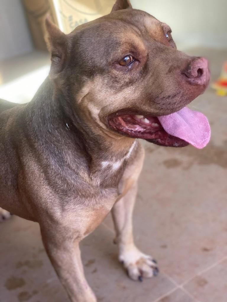 Lyoto, cachorro de porte grande para adoção em Belo Horizonte - MG