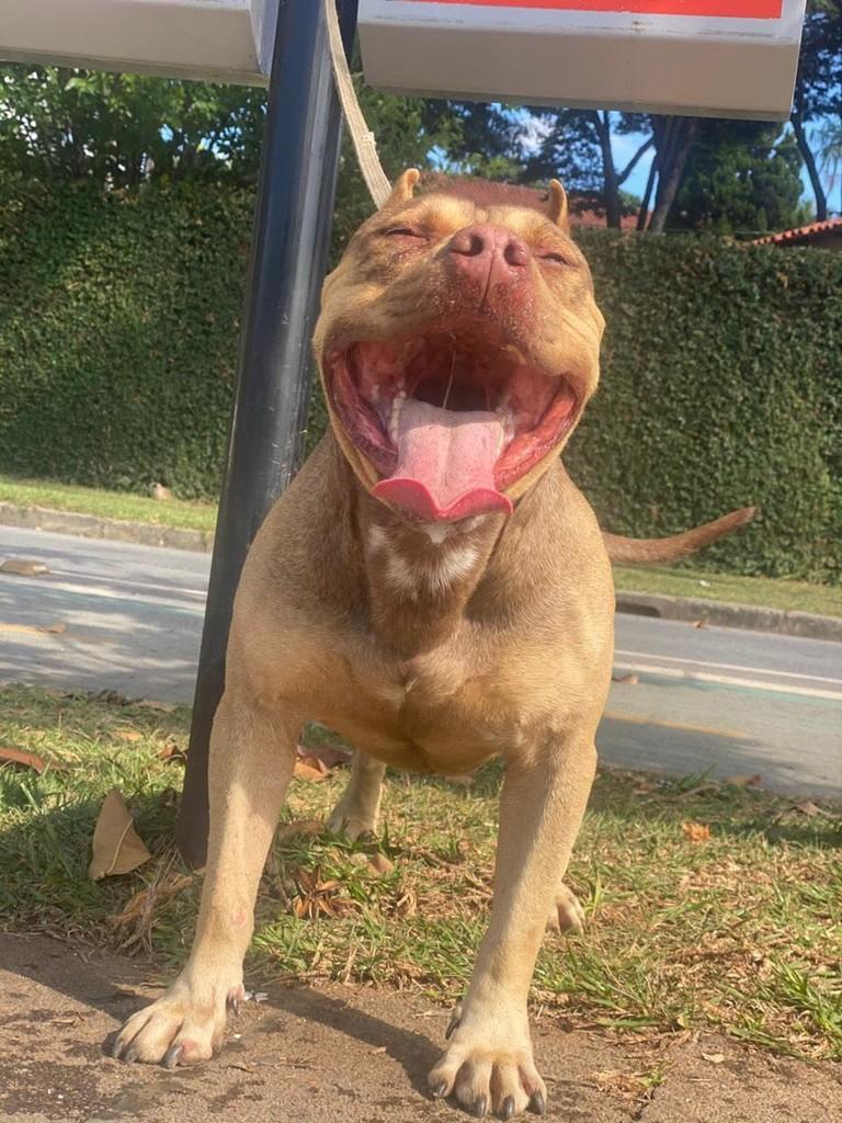 Lyoto, cachorro de porte grande para adoção em Belo Horizonte - MG — foto 2 de 3