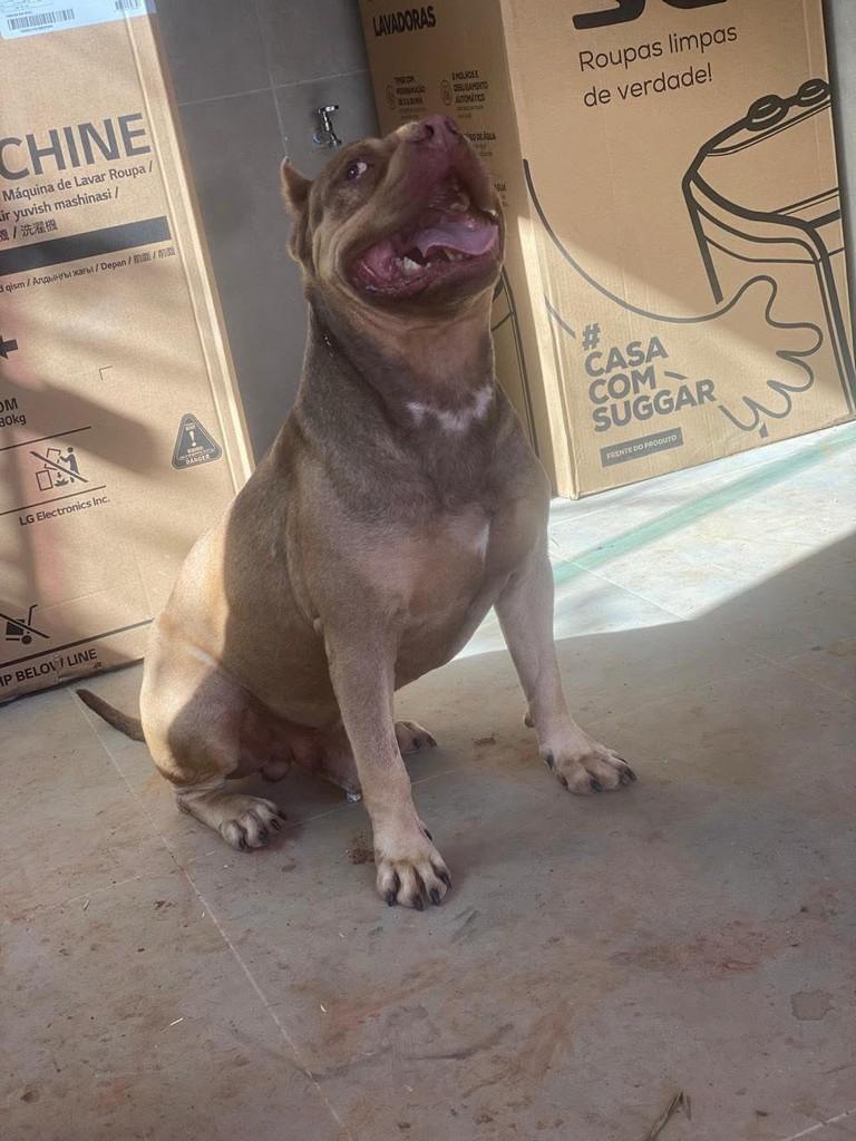 Lyoto, cachorro de porte grande para adoção em Belo Horizonte - MG — foto 3 de 3