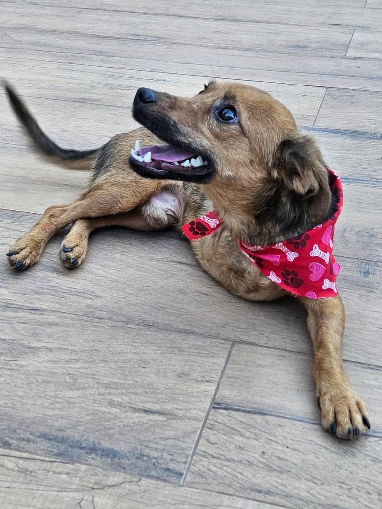 Luck, cachorro de porte pequeno para adoção em Pedro Leopoldo - MG