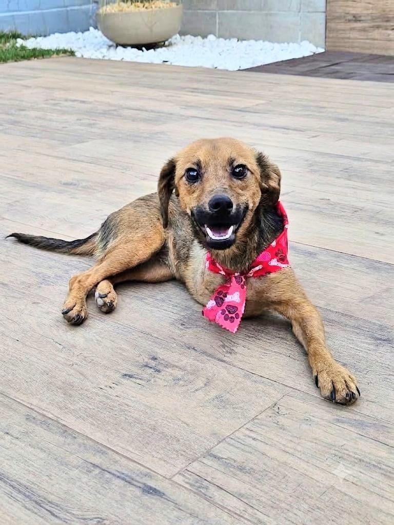 Luck, cachorro de porte pequeno para adoção em Pedro Leopoldo - MG — foto 2 de 4